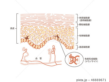 皮膚の仕組み　メラノサイト 46669671