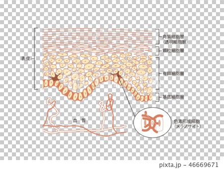 皮膚の仕組み　メラノサイト 46669671