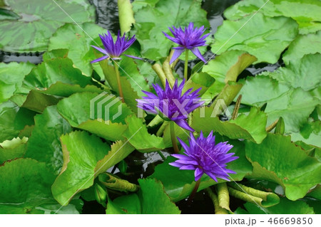 熱帯スイレン 紫の花 熱帯スイレン 紫の花 46669850
