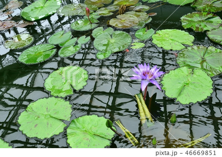 熱帯スイレン "ディレクター・G.T.ムーア" 46669851