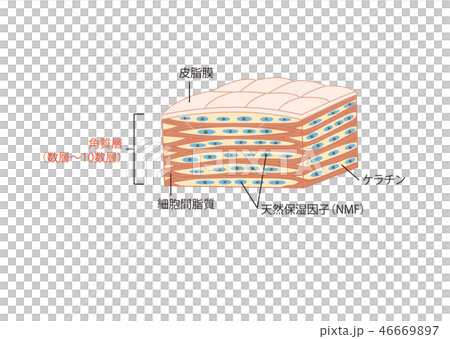 皮膚の仕組み 角質層 皮膚の仕組み 角質層 46669897