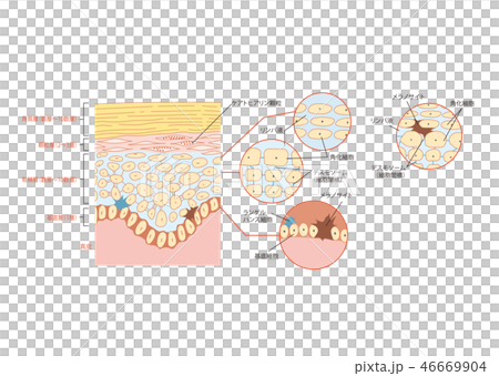 Skin structure Summary 46669904