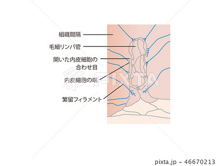 毛細リンパ管 周辺の仕組み 毛細リンパ管 周辺の仕組み 46670213