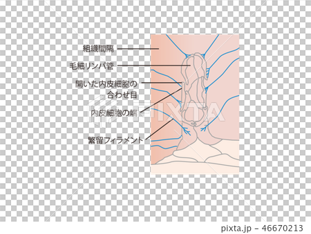 毛細リンパ管 周辺の仕組み 毛細リンパ管 周辺の仕組み 46670213