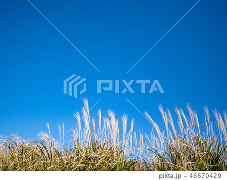 Miscanthus sinensis with blue sky background Miscanthus sinensis with blue sky background 46670429