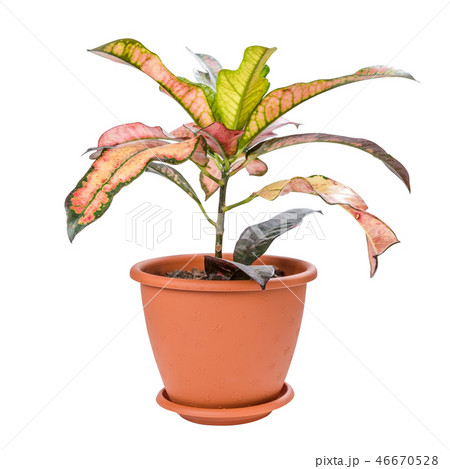 Croton in pot Croton in pot 46670528