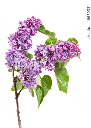 Purple lilac isolated Purple lilac isolated 46670534