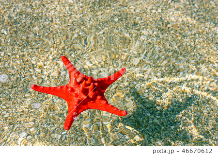 Red starfish 46670612