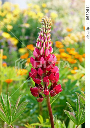 Garden lupin 46670614
