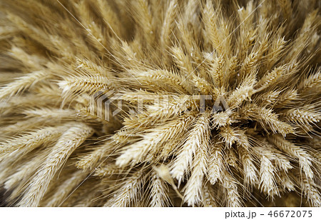 Dry wheat in freshly harvested branch Dry wheat in freshly harvested branch 46672075