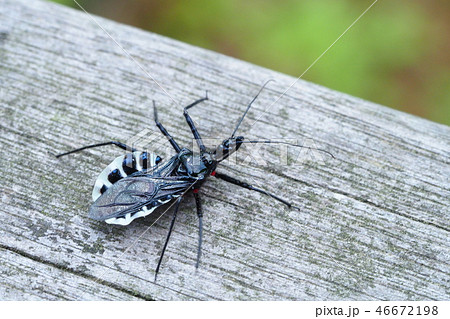 ヨコヅナサシガメ 46672198