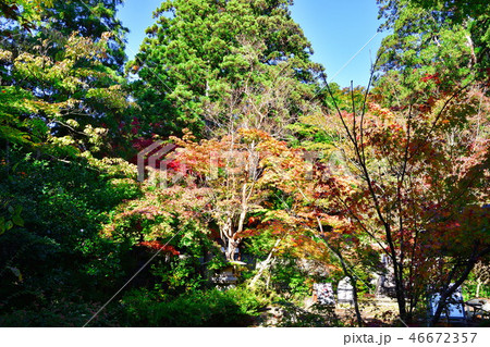 中野邸美術館の紅葉(新潟県) 中野邸美術館の紅葉(新潟県) 46672357