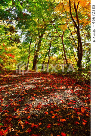 中野邸美術館の紅葉(新潟県) 中野邸美術館の紅葉(新潟県) 46672388
