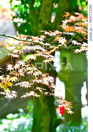 中野邸美術館の紅葉(新潟県) 中野邸美術館の紅葉(新潟県) 46672396