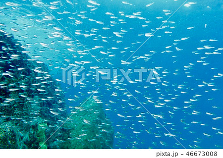 ネンブツダイの幼魚の群れ（葉山） 46673008