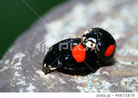 ナミテントウ(交尾) ナミテントウ(交尾) 46673879