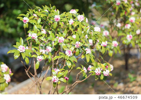 ジンチョウゲの花 46674509