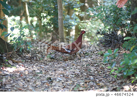 コシジロヤマドリ 46674524