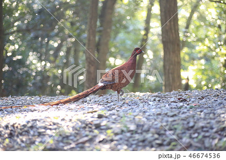 コシジロヤマドリ 46674536