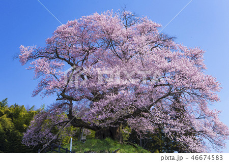 中発知の苗代桜１ 46674583