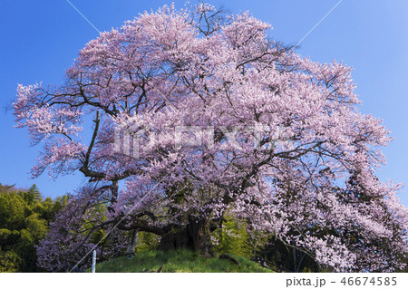 中発知の苗代桜３ 46674585