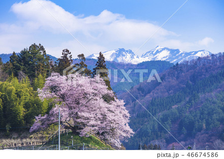中発知の苗代桜と雪山 46674586
