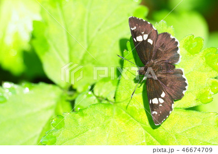 ダイミョウセセリ 46674709