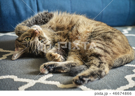 Green eyed cute cat Green eyed cute cat 46674866