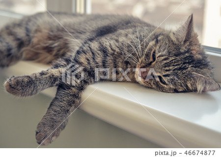 Cute cat sleeping Cute cat sleeping 46674877