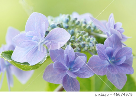 アジサイ　梅雨時の花　青い花 46674979