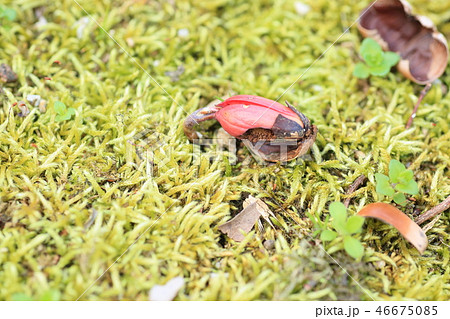 芽を出すドングリ 46675085