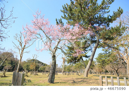 九重桜満開 九重桜満開 46675090