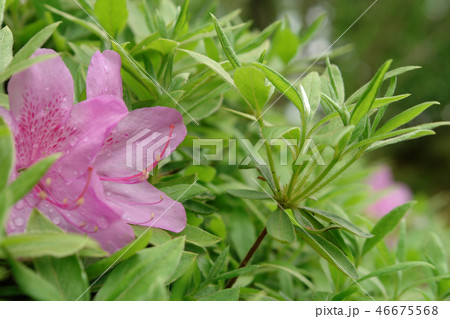 鳥取　四季の散歩　春　花 46675568