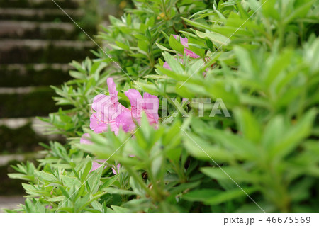 鳥取　四季の散歩　春　花 46675569