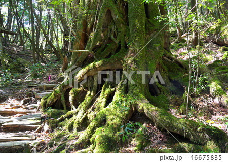 ヤクスギランドの森林 46675835