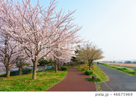 小松川千本桜 46675969