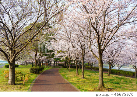 小松川千本桜 46675970