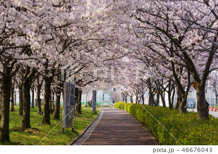 小松川千本桜 46676043