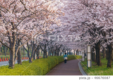 小松川千本桜 46676087