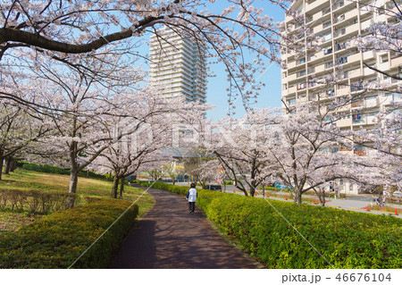 小松川千本桜 小松川千本桜 46676104