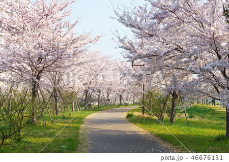 小松川千本桜 46676131