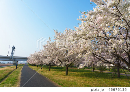 小松川千本桜 46676136