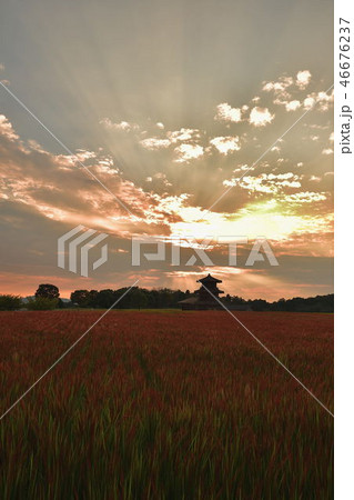 古代米と鞠智城 46676237