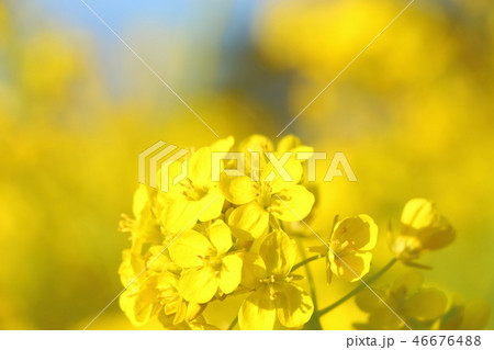 菜の花 菜の花 46676488