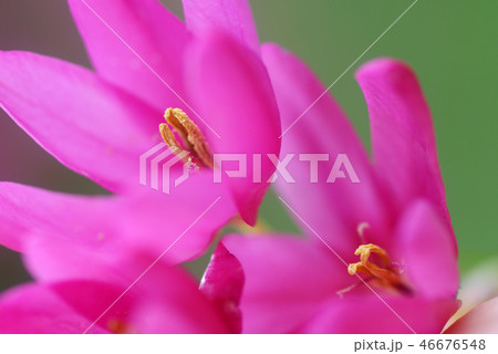 鳥取　四季の散歩　春　花 46676548