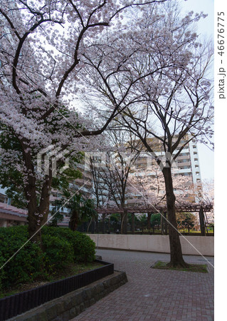 船堀一丁目の桜 46676775