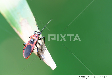アカシマサシガメ アカシマサシガメ 46677136