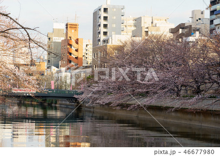 門前仲町・お江戸深川さくらまつり 46677980