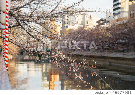 門前仲町・お江戸深川さくらまつり 46677981