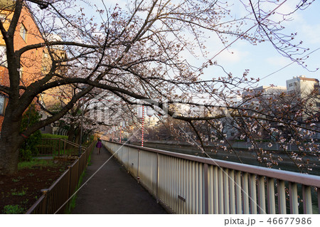 門前仲町・お江戸深川さくらまつり 46677986